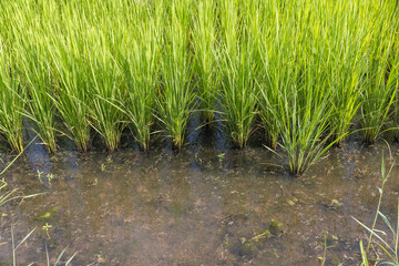 Methane emission from rice farming  from traditional flooded-field.