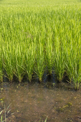 Obraz premium Methane emission from rice farming from traditional flooded-field.