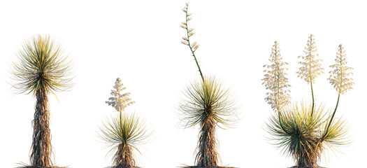 Yucca thompsoniana plant palm isolated png on a transparent background premium cutout (Thompson's...