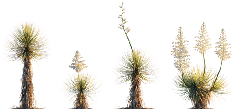 Yucca thompsoniana plant palm isolated png on a transparent background premium cutout (Thompson's yucca, Beaked yucca, Soyate, Palmita, Big Bend Yucca, Trans-Pecos Yucca) - Powered by Adobe