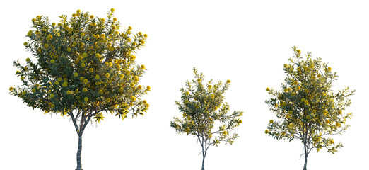 Xanthostemon chrysanthus (golden penda) trees and shrub frontal isolated png in sunset lighting on...