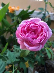 Blush of Romance: The Timeless Beauty of Pink Roses