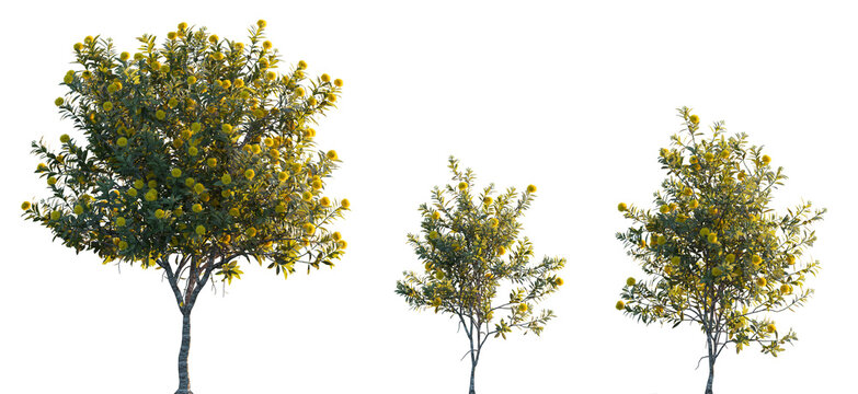 Xanthostemon chrysanthus (golden penda) trees and shrub frontal isolated png in sunset lighting on a transparent background premium cutout