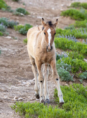 Wild Horse Foal in the Pryor Mountains Montana in Summer