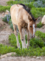 Wild Horse Foal in the Pryor Mountains Montana in Summer
