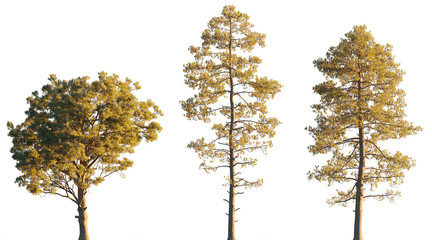Pinus Pinaster Aiton (maritime, cluster) pine bush shrub and tree isolated png on a transparent background evening light premium foreground tree