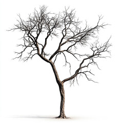 A tree with no leaves is standing alone on a white background.