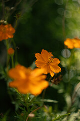 Orange flower and a little bee.