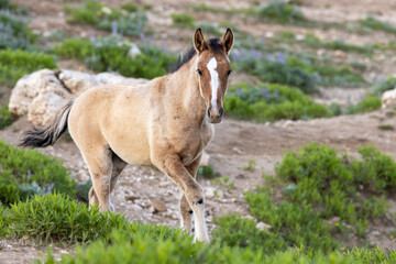 Obraz premium Wild Horse Foal in the Pryor Mountains Montana in Summer