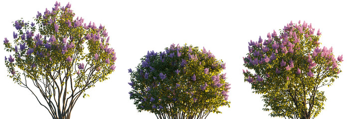 Lilac Syringa vulgaris purple and white bloom bush Yankee Doodle Belle de Nancy springtime shrub...