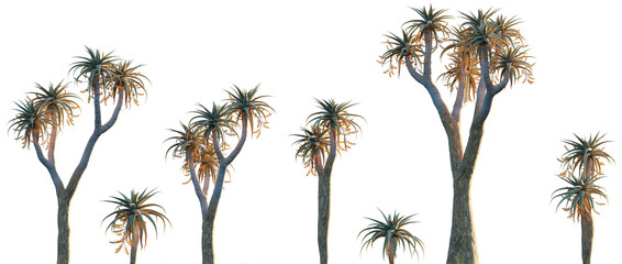 Aloe pillansii - Giant Quiver tree isolated png on a transparent background premium cutout high...