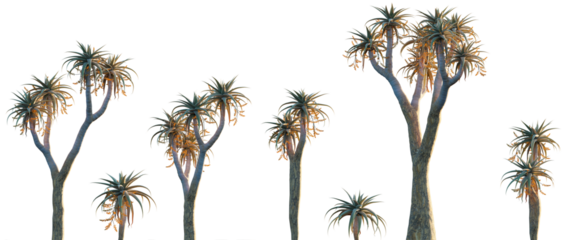 Aloe pillansii - Giant Quiver tree isolated png on a transparent background premium cutout high resolution (the giant quiver tree, bastard quiver tree)