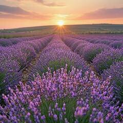 Enchanting Lavender Field Under Golden Summer Sunset