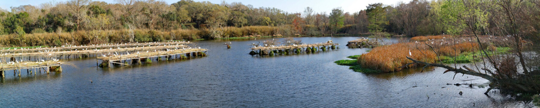 A panoramic image of a egret rookery with dozens of birds perched on nesting platforms. Location: Avery Island, Louisiana