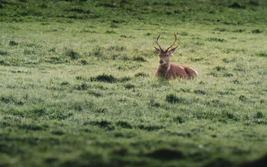 young deer lying in the grass during the bellowing season.