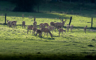 Deer in the middle of a herd of does and fawns during the bellowing season. France