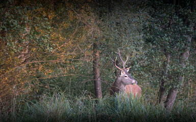 Deer in the woods during the bellowing season. France