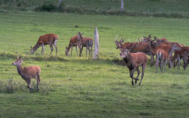Dominant deer chasing a young deer. 
In the background does and fawns. France