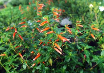 Cuphea ignea, also known as cigar plant or cigar flower in a garden. It is a tropical evergreen...