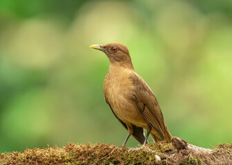 Clay-colored Thrush Turdus grayi, is a common Middle American bird of the thrush family (Turdidae). Is the national bird of Costa Rica,