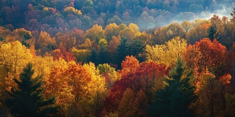 Forest with vibrant autumn foliage in mist.