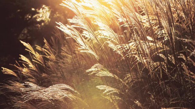 Sunset autumn scenery and beautiful golden reed field silhouette swaying in the wind, grasshopper sounds ASMR
