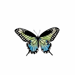 Fototapeta premium Beautiful Black and Blue Butterfly Illustration