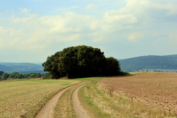 Fototapeta premium Feldweg entlang von abgeerntetem Feld im Herbst auf dem neuen Wanderweg Moselsteig Seitensprung Konzer Höhenrunde bei Konz an der Mosel im Landkreis Trier-Saarburg