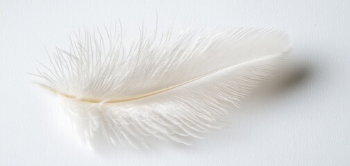 A delicate white feather with soft barbs and a slight curl, isolated on a white surface