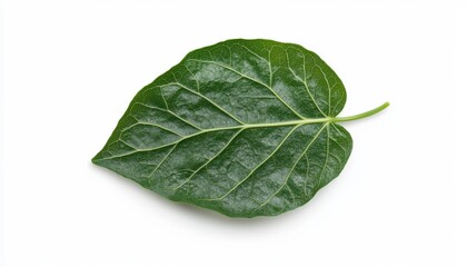 Fototapeta premium A detailed close-up of a single green ivy leaf, with intricate veins, standing out on a white background