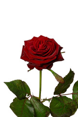 Fototapeta premium Beautiful red rose isolated on white background.