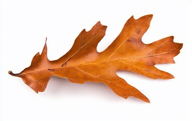 Fototapeta premium A fallen autumn oak leaf with rich orange hues and crisp edges, isolated on white