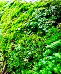 Photo of moss that grows because of humidity. Close-up photo of moss