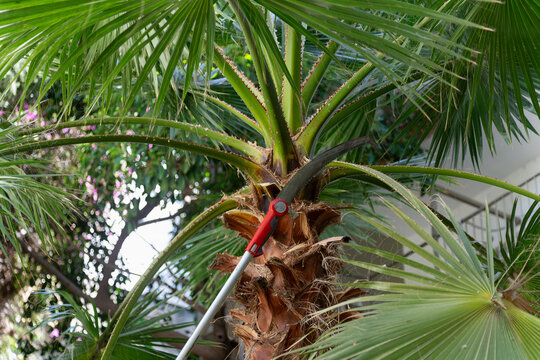 Garden trimming palm leaves using a long telescopic pole saws in garden. A long garden pole saw to prune the leaves of a tall palm tree or pruning trees. Work cutting branches with telescopic handsaw