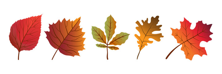 Autumn leaves with veins vector illustration. Flat style illustration.
