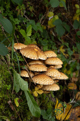 Pilzgruppe,  Schüpplinge (Pholiota s.l. indet.) an einem Baumstamm