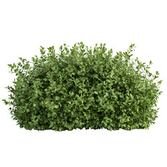 Naklejka premium Green Lush Bush Isolated on Black Background