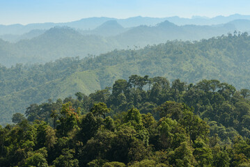 Tropical rain forest