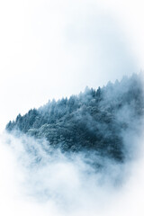 Misty Mountain Trees