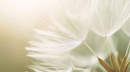 Close-up of a dandelion seed head with soft, white seeds and a blurred background.