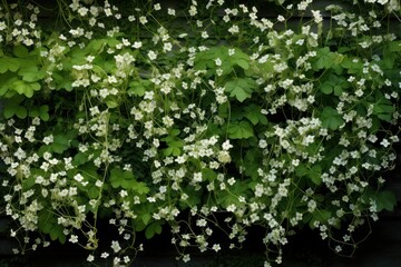 Obraz premium PNG Flowers ivy on wall backgrounds outdoors blossom.