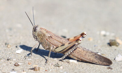  Egyptian grasshopper or Egyptian locust (Anacridium aegyptium) on branch, Mediterranean