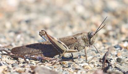 Egyptian grasshopper or Egyptian locust (Anacridium aegyptium) on sand, Mediterranean