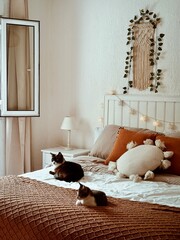 Gatos en dormitorio