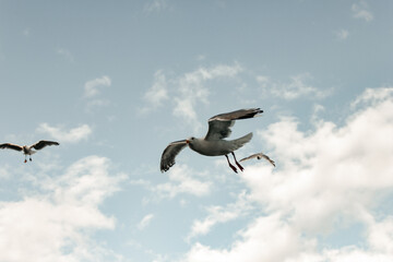 birds in flight