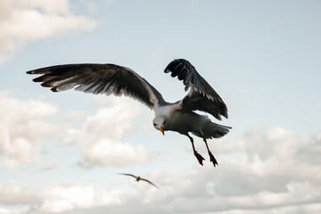 flying vulture in flight