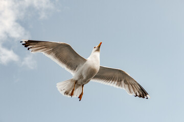 seagull flying in the sky