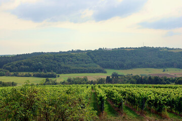 Weinberge in der Nähe von Niedermennig bei Konz. Aussicht vom neuen Wanderweg Moselsteig...