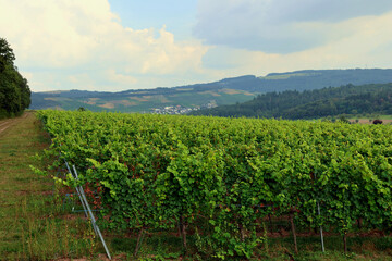 Weinberge in der Nähe von Niedermennig bei Konz. Aussicht vom neuen Wanderweg Moselsteig Seitensprung Konzer Höhenrunde bei Konz an der Mosel im Landkreis Trier-Saarburg. 