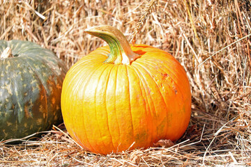 orange pumpkin on hay in autumn is a symbol for halloween and fall harvest